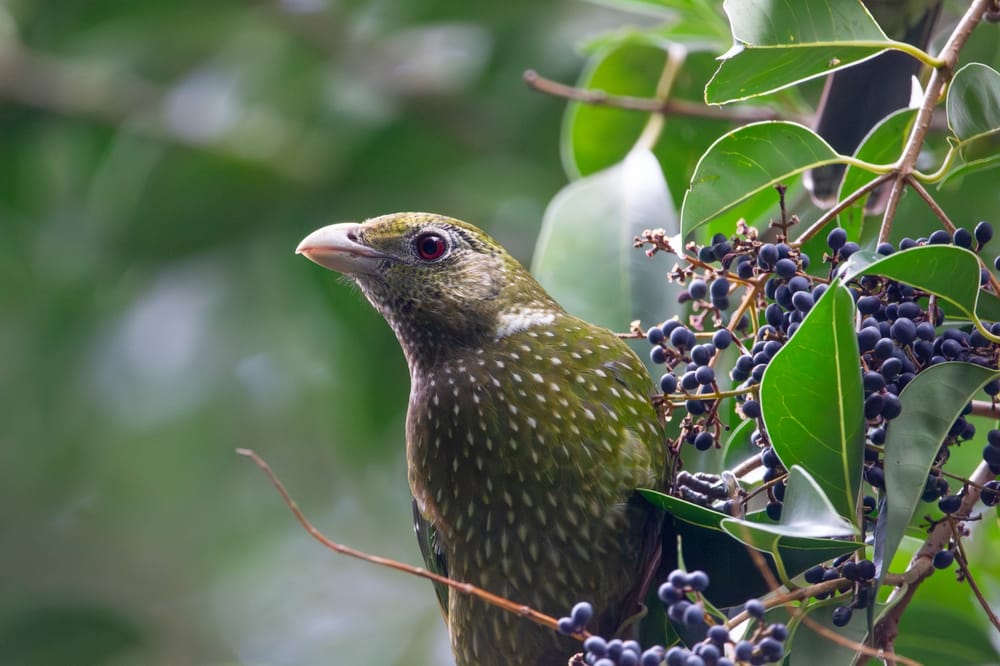 Bird Watch: Look out for the Green catbird post image