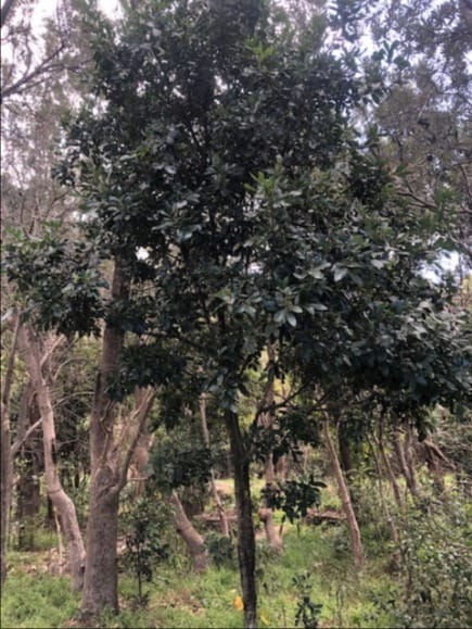 Tree of the Month: Guioa or Wild quince post image
