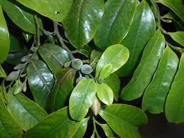 Tree of the Month: Bolwarra post image