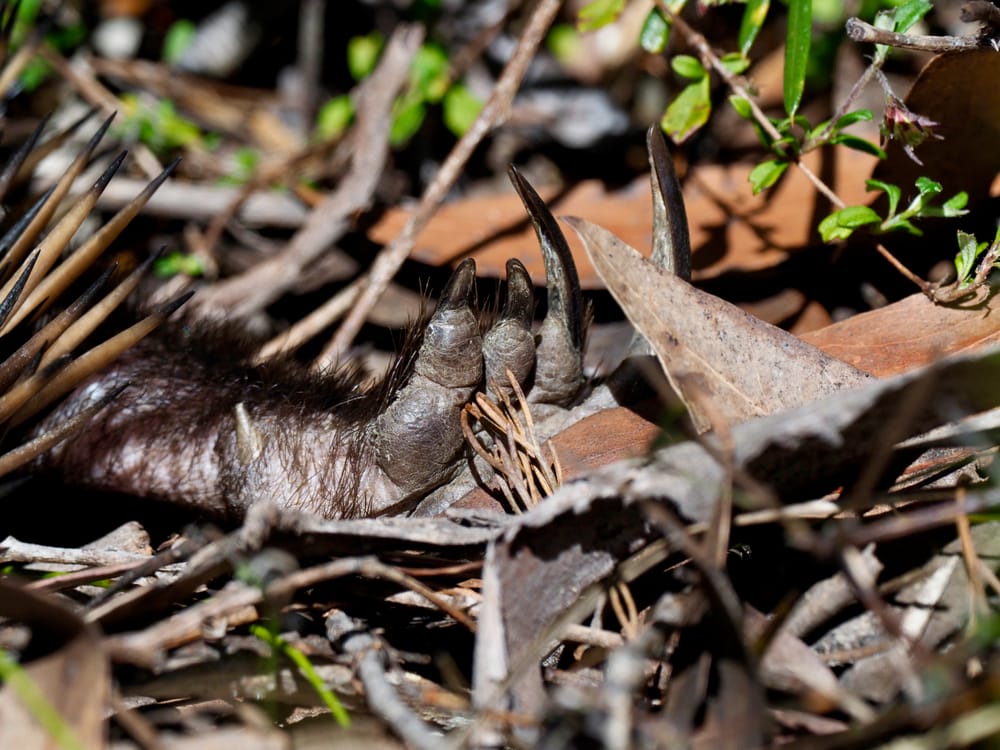 The case of the sun-basking echidna post image