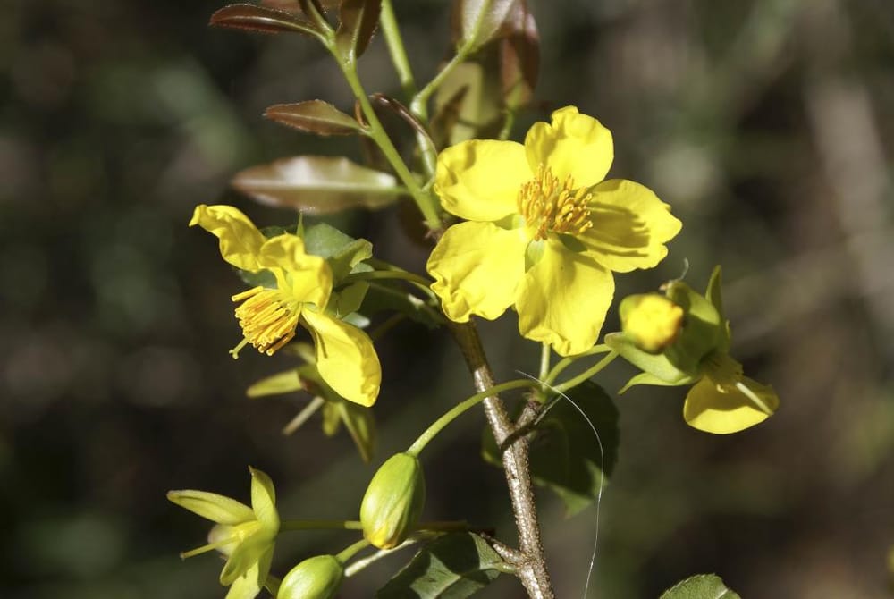 Watch out for Ochna post image