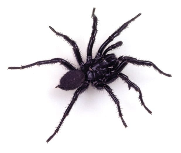 Beetling About with funnel-webs post image