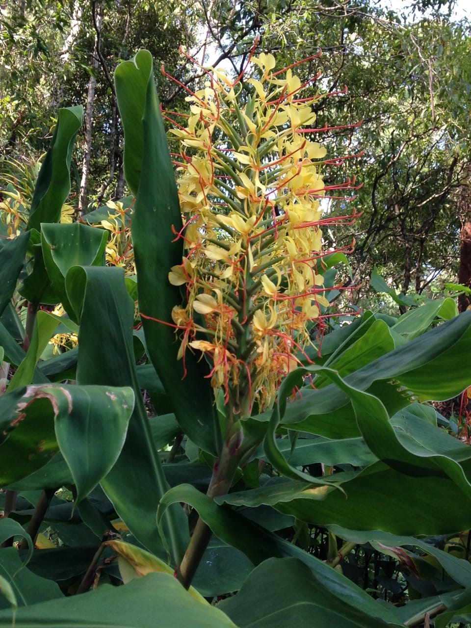 Watch out for Ginger lily post image