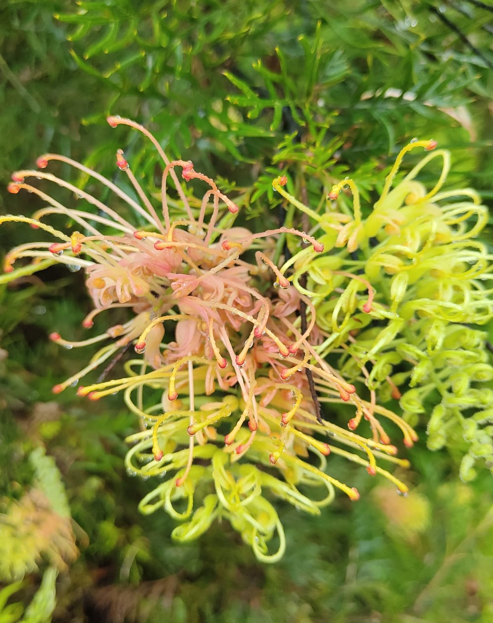 Pick the right plant for your garden at the Grevillea Park post image