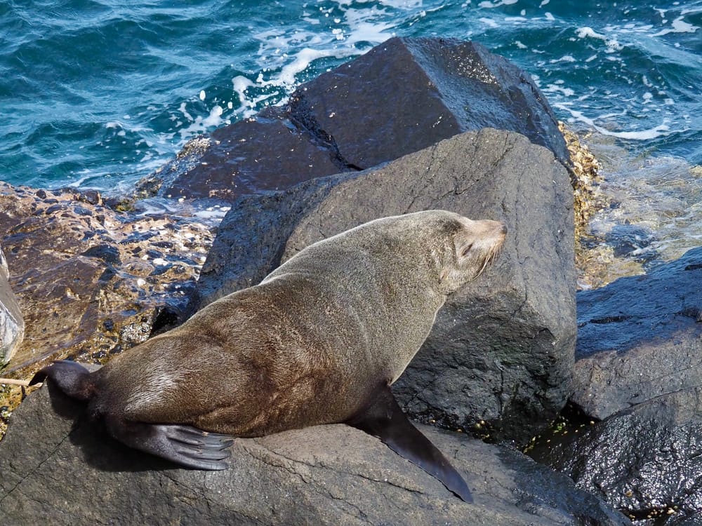 Backyard Zoology: See the fur seals post image