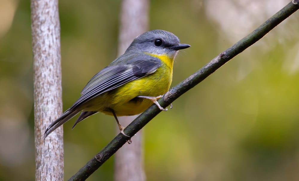 Bird of the Month: Eastern Yellow Robin post image