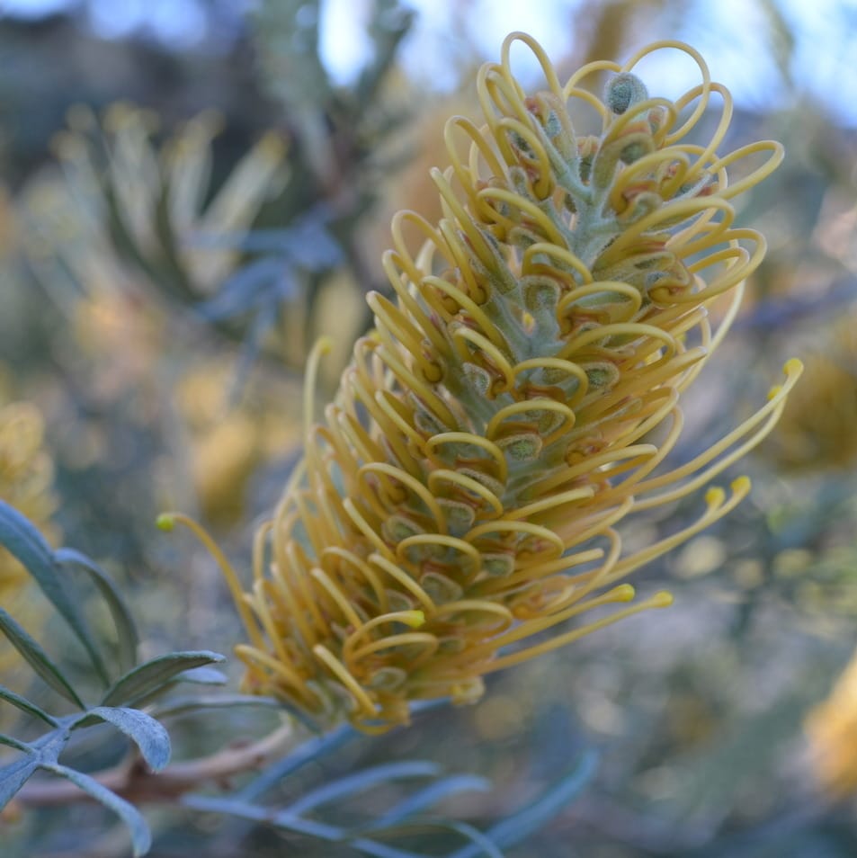 Great gorgeous grevilleas post image