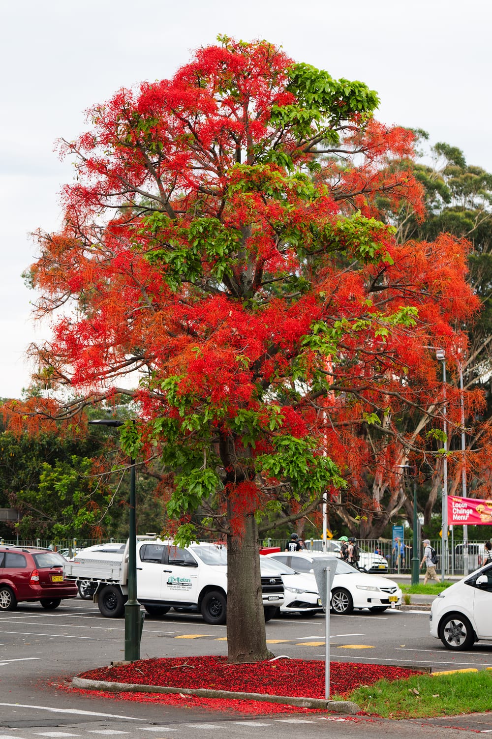 Author Leon Fuller reveals Flame Tree secrets after bumper spring post image