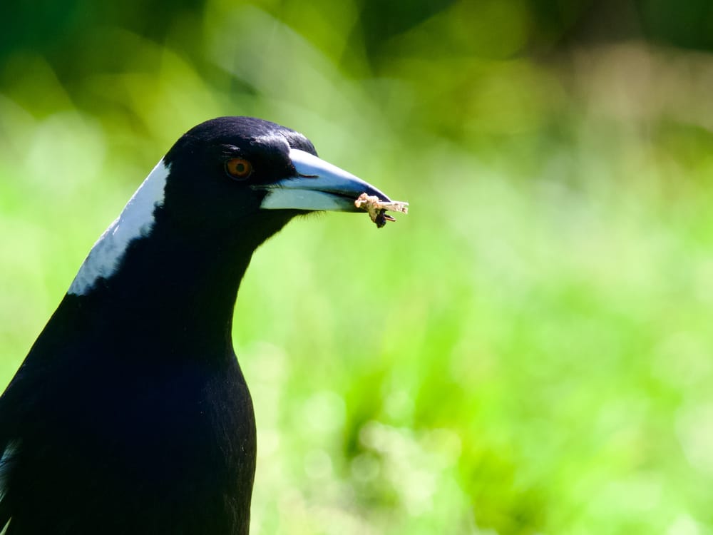 How to stay safe in swooping season post image