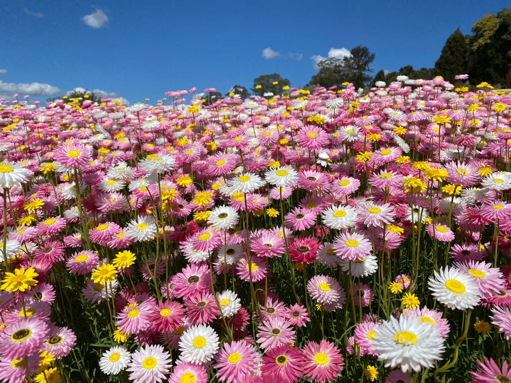 Paper Daisy Fields Forever post image