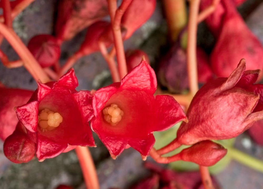 What's in the Flame name? post image