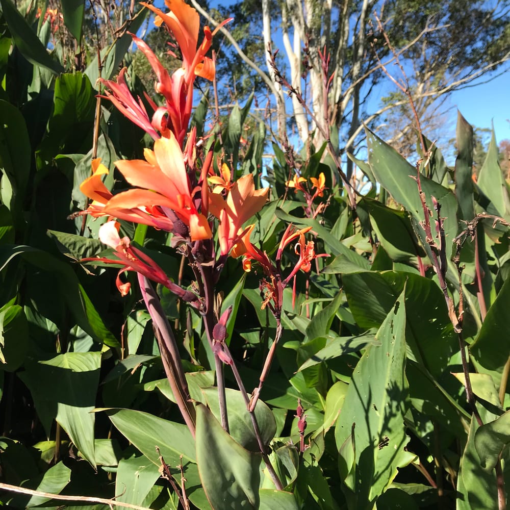 Watch out for Canna lily post image
