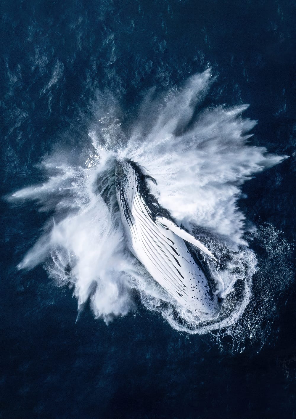 Drone photographer's 'once in a lifetime' whale pic wins award post image