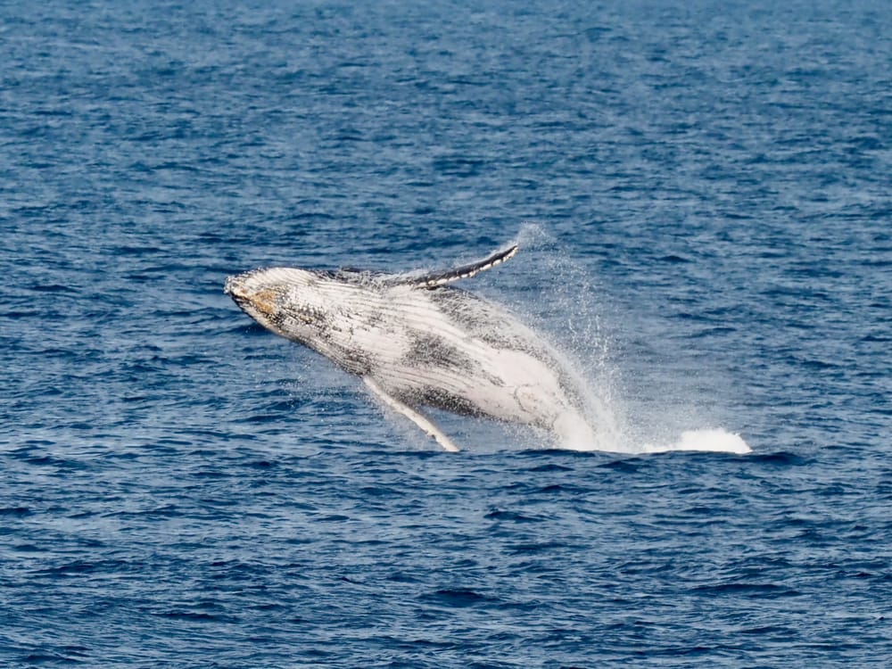 Whales and where to find them post image