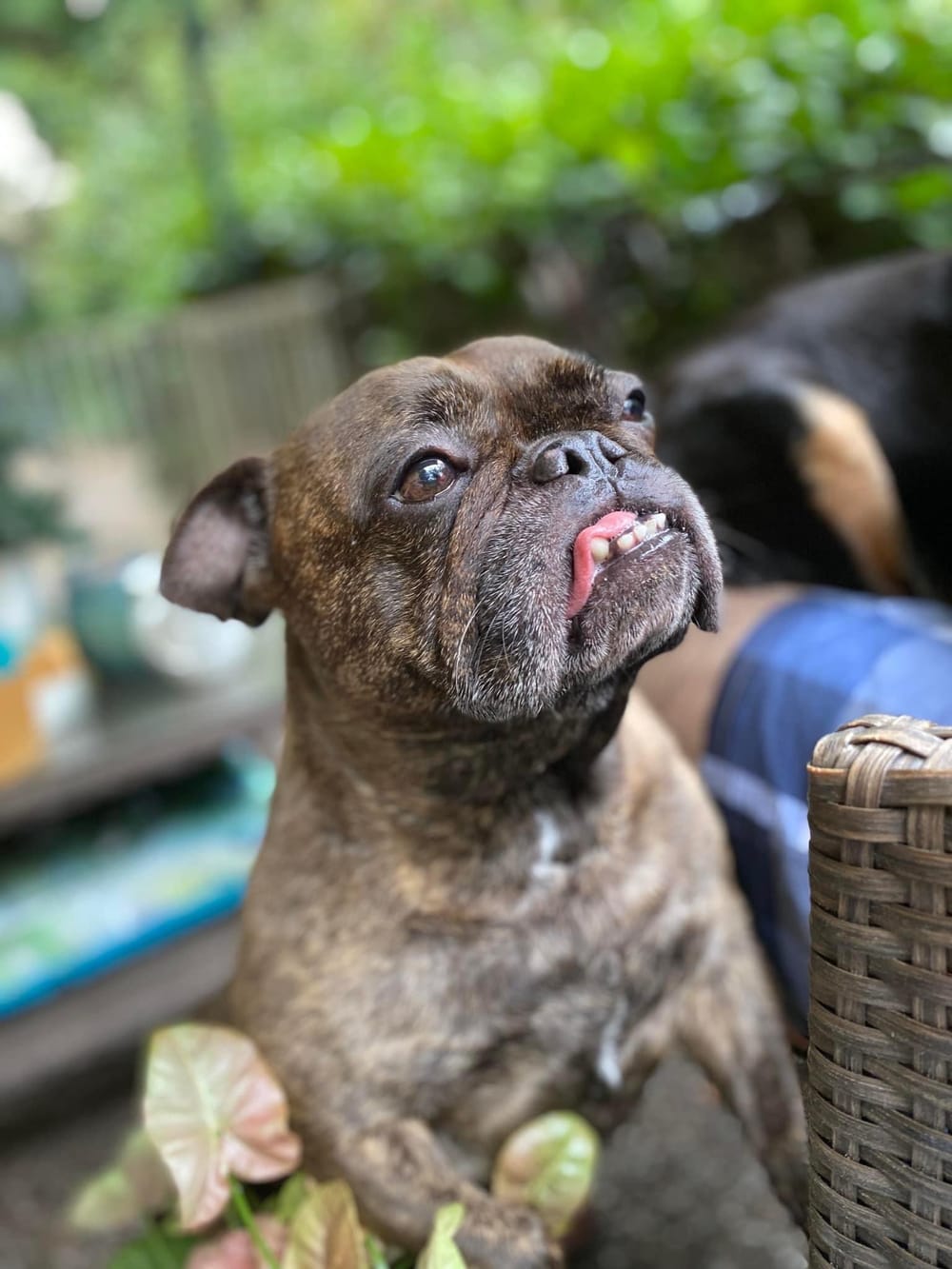 Lessons from my dog post image