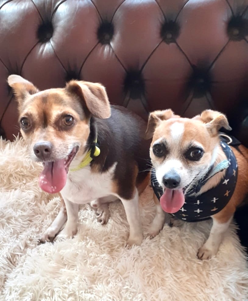 Rocky and Chocky needs a home! post image