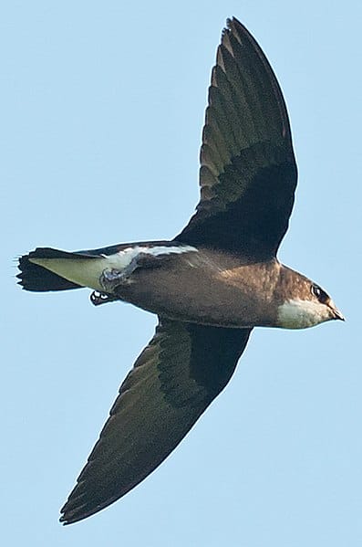 Needletails are the original thunderstorm chasers post image
