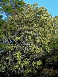 December: 'Alphitonia excelsa' (Red Ash) post image