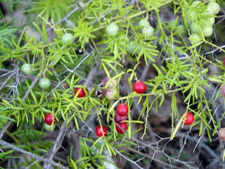 Watch out for Asparagus species post image