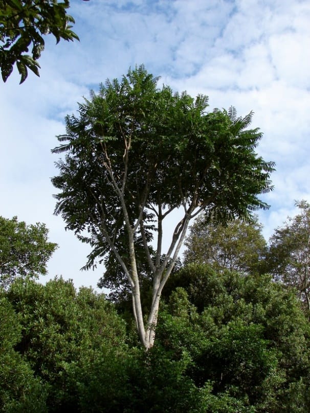 Tree of the Month: Pencil Cedar post image