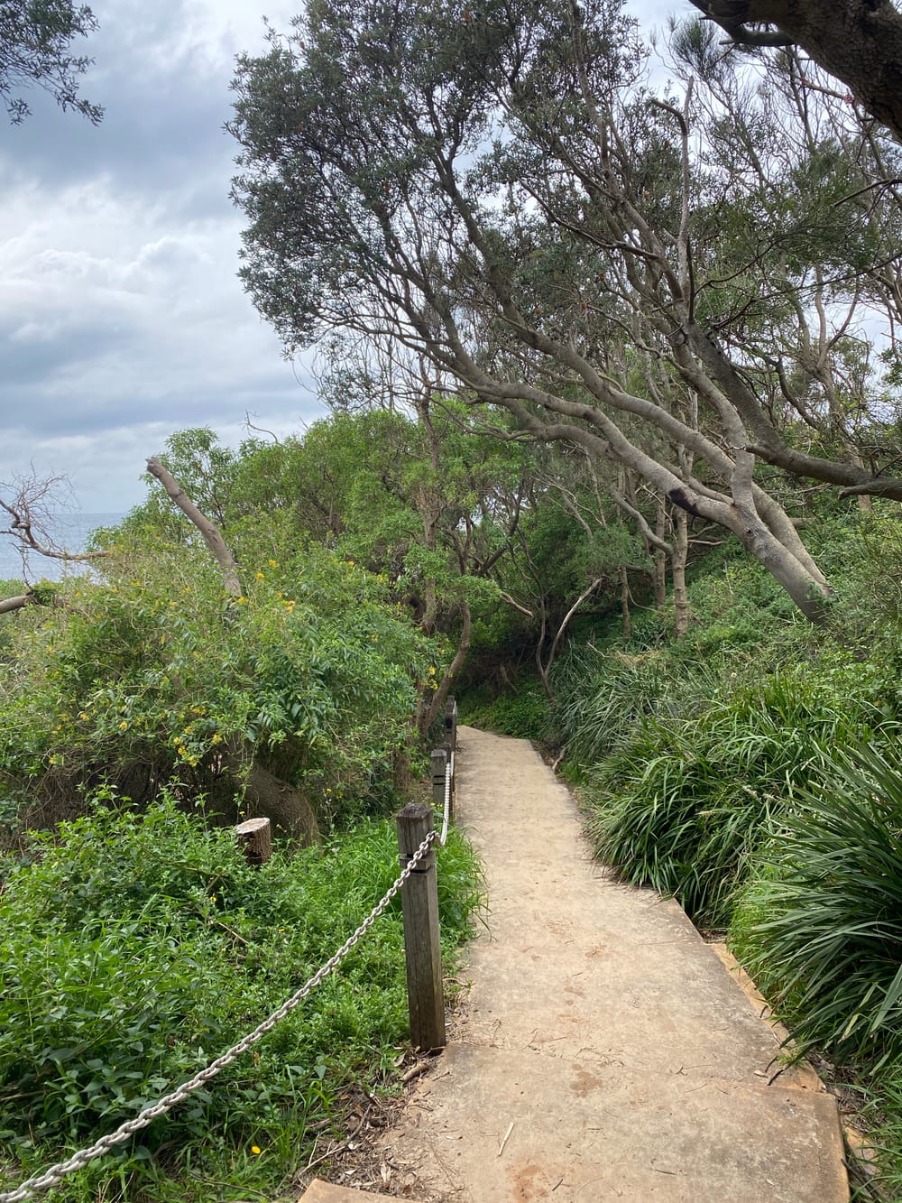 Urban Jungle: McCauley’s Beach to Sandon Point Headland post image