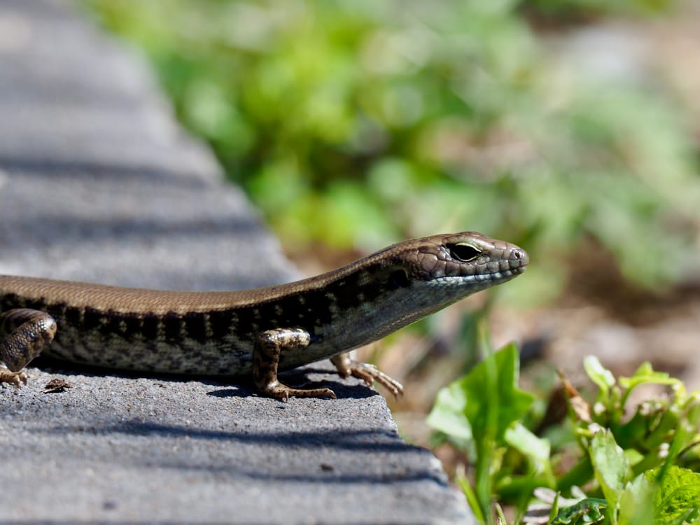 Hello, Eastern Water Skink post image