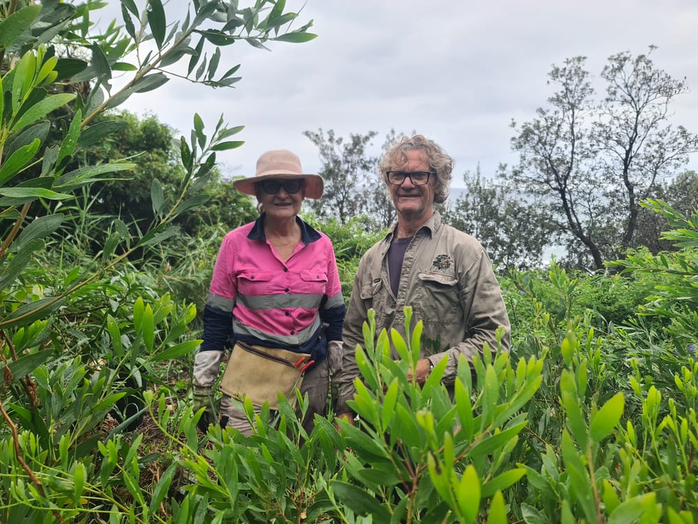 Restoring Sharkey's Beach through Bushcare post image