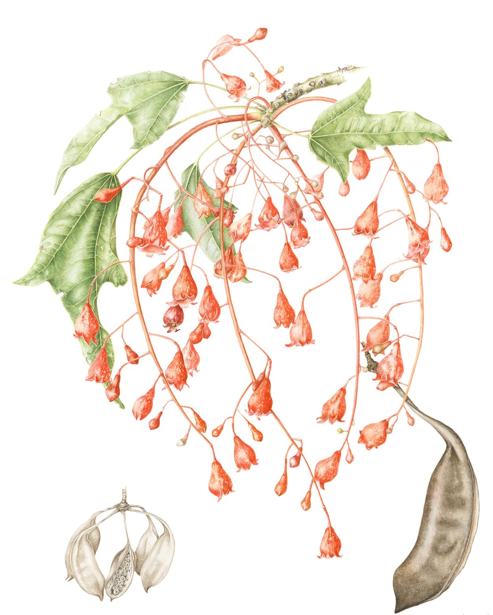 Entire genus in watercolours painted from life post image