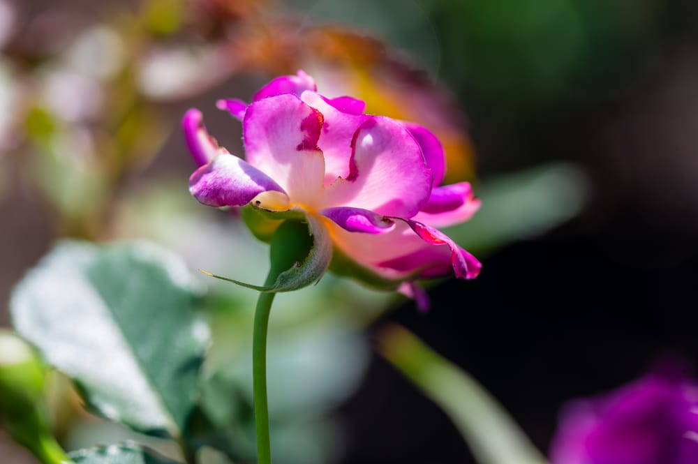 Find new 'Inspirational Women' Rose at Wollongong Botanic Garden post image
