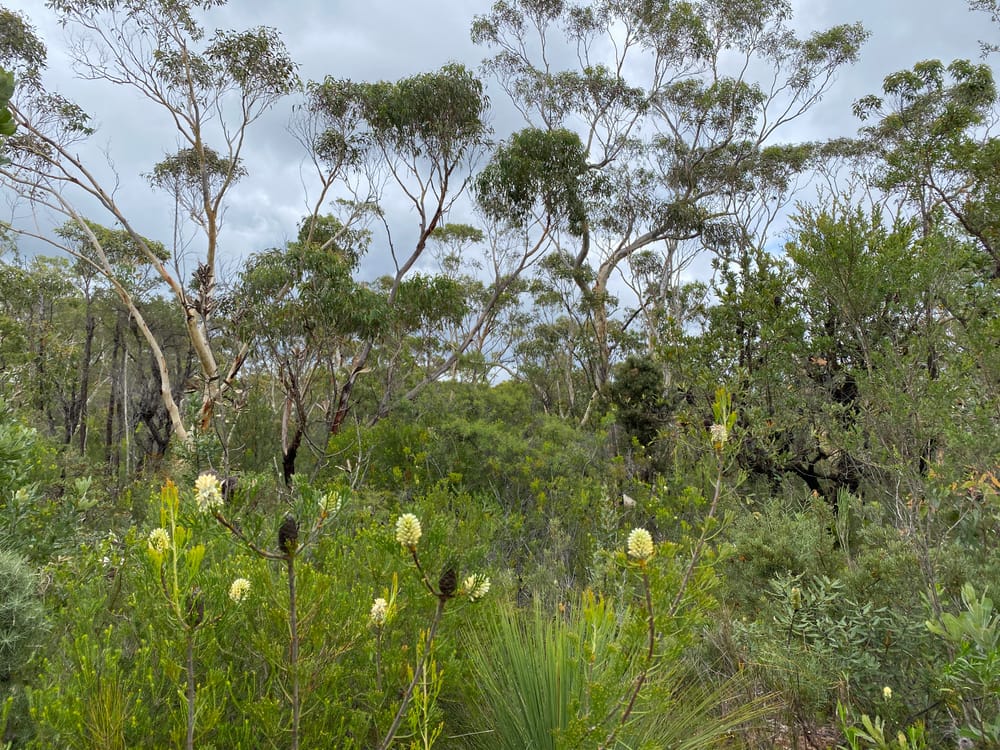 From shinrin-yoku to friluftsliv: How I’m finding myself again, outdoors post image