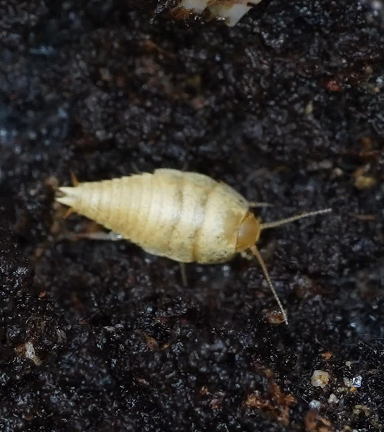 Beetling About with Silverfish post image