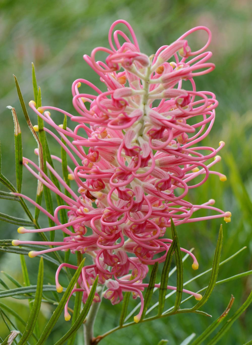 Find a Grevillea colour for every garden at Spring Open Days post image