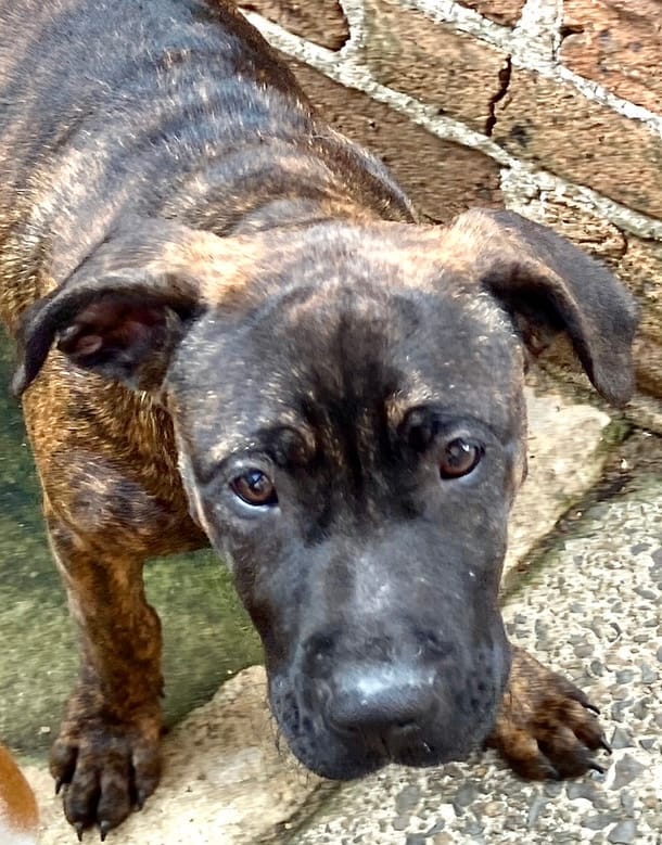 Adopt a dog: Orville needs a home post image