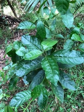Tree of the Month: Claoxylon australe (Brittleweed) post image