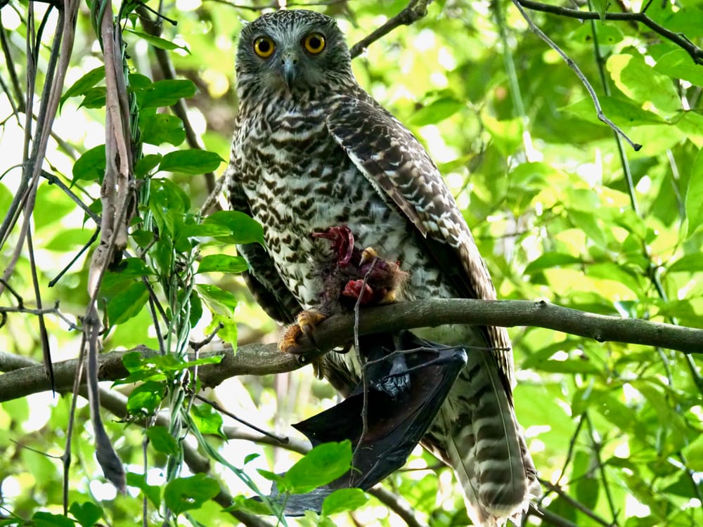 The Powerful Owl post image