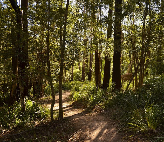 Greens say new Kembla mountain bike trails is only half the job done post image