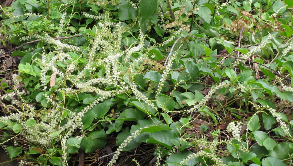 Watch out for Madeira vine post image