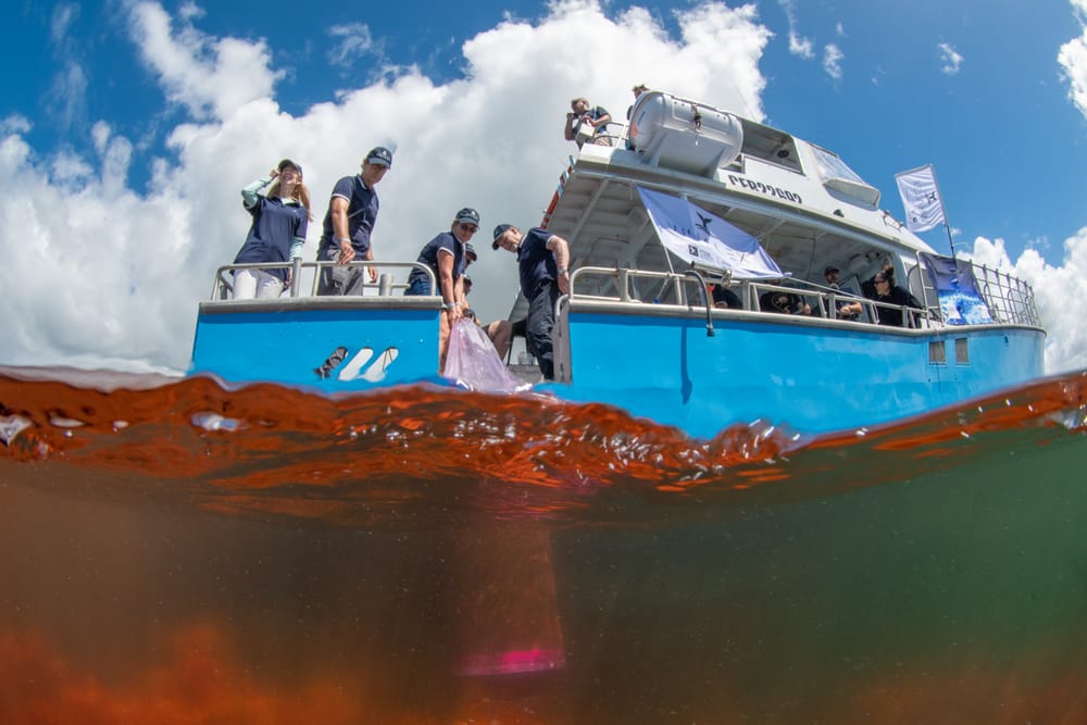 Thirroul filmmakers showcase the power of artificial whale poo post image
