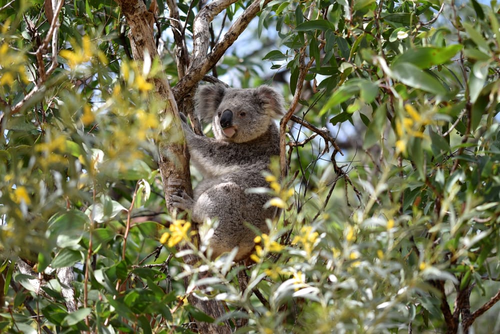 Koalas on our coast need your help post image
