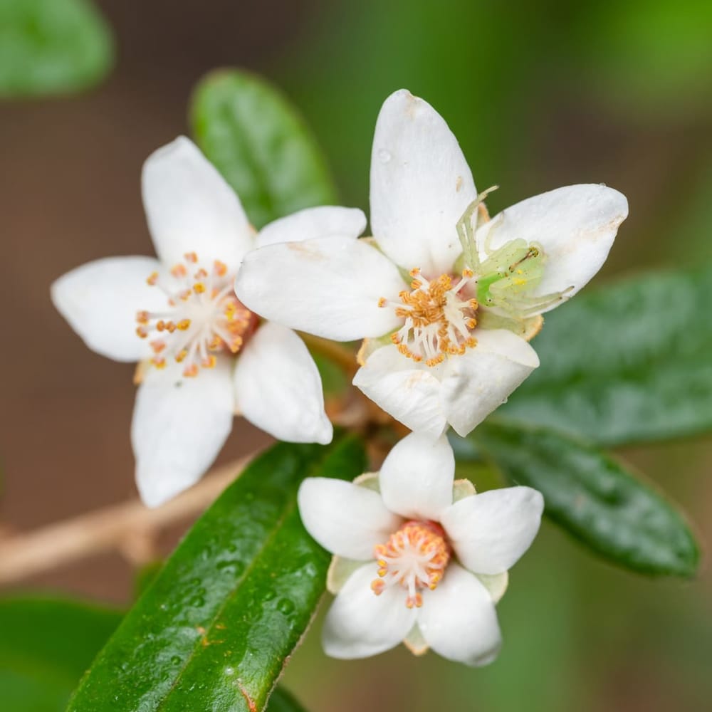 New series on 'Growing Illawarra Natives' post image