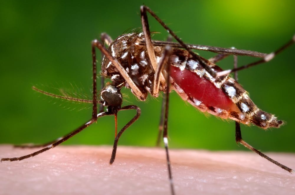 'The most important flies are mosquitoes' post image
