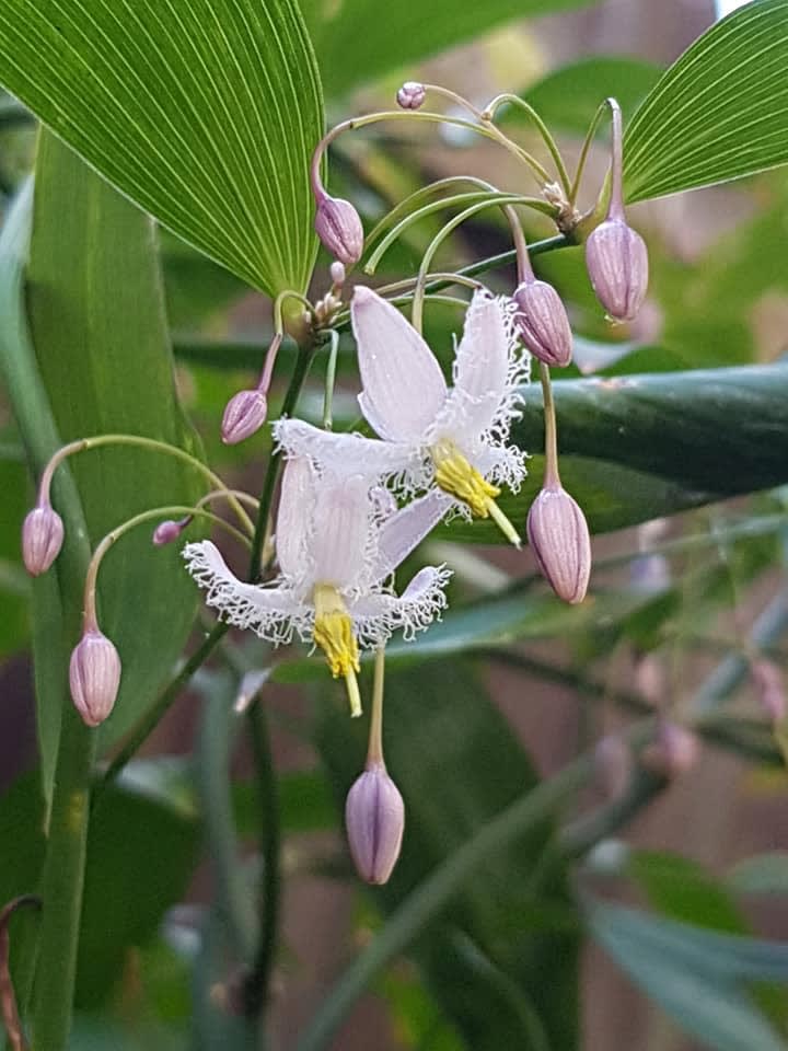 Wombat Berry - common are we post image
