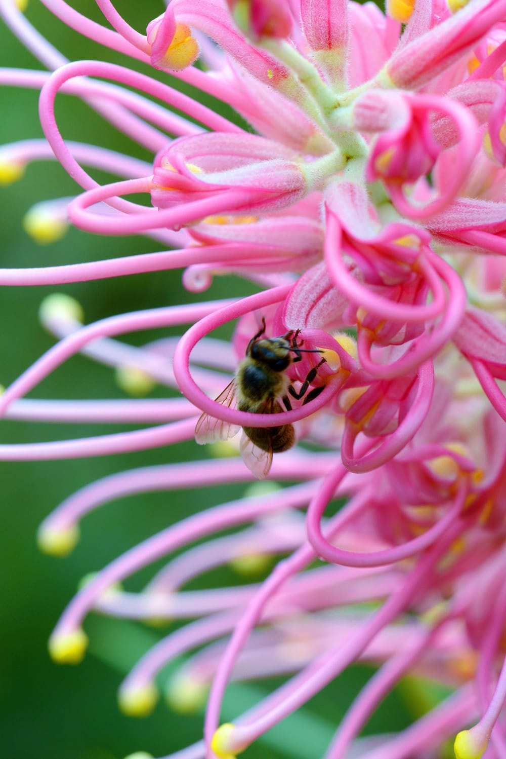 Sneak peek at Bulli beauties ahead of Illawarra Grevillea Park Botanic Garden open days post image