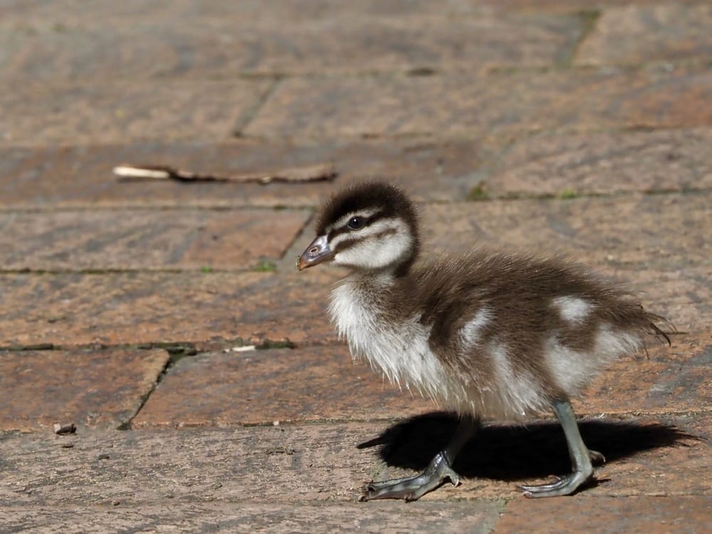 What will I grow up to be? post image