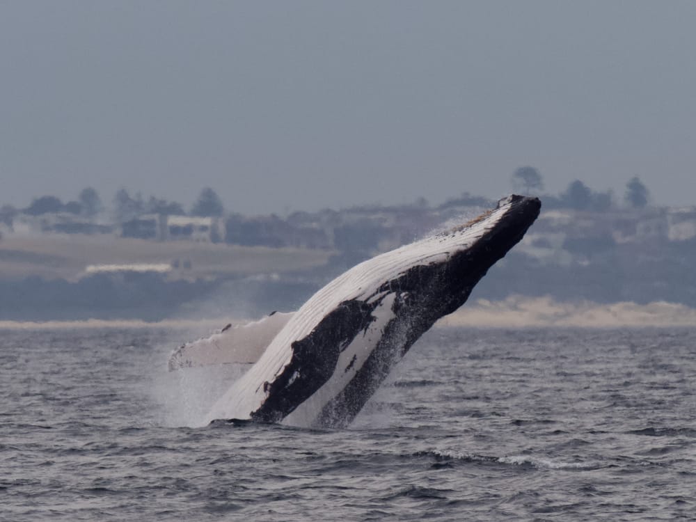 Our top 3 spots to whale watch on the southern migration post image