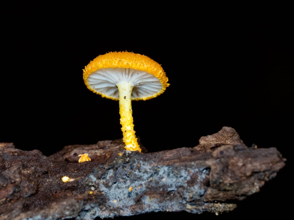 Why fungi hunting is for everyone post image