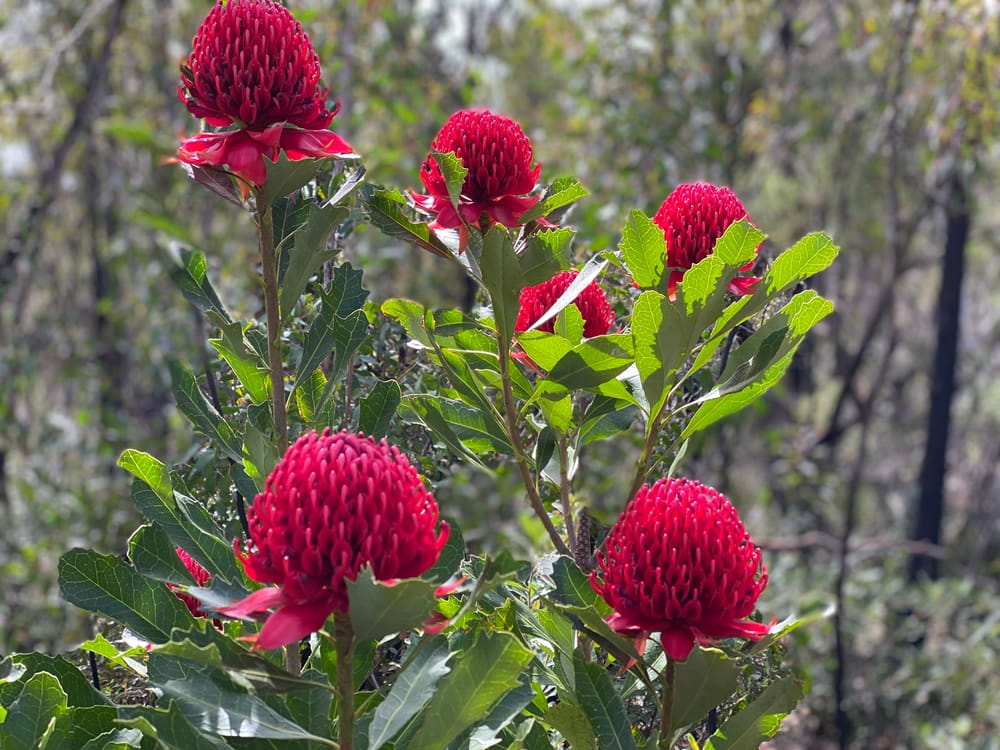 Nature Notes: on waratahs, acacias and silvereyes post image