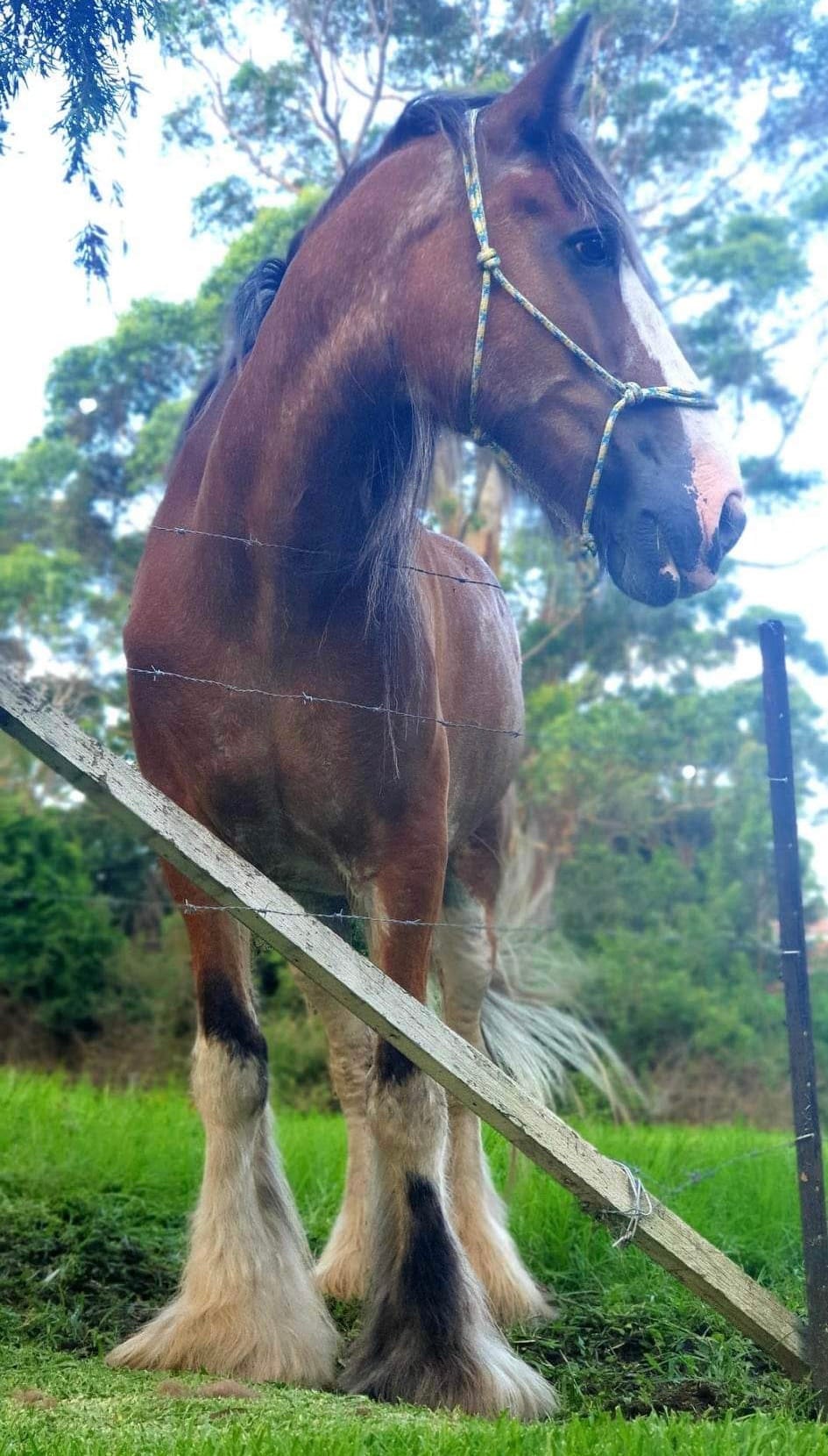 Bulli celebrity returns home post image