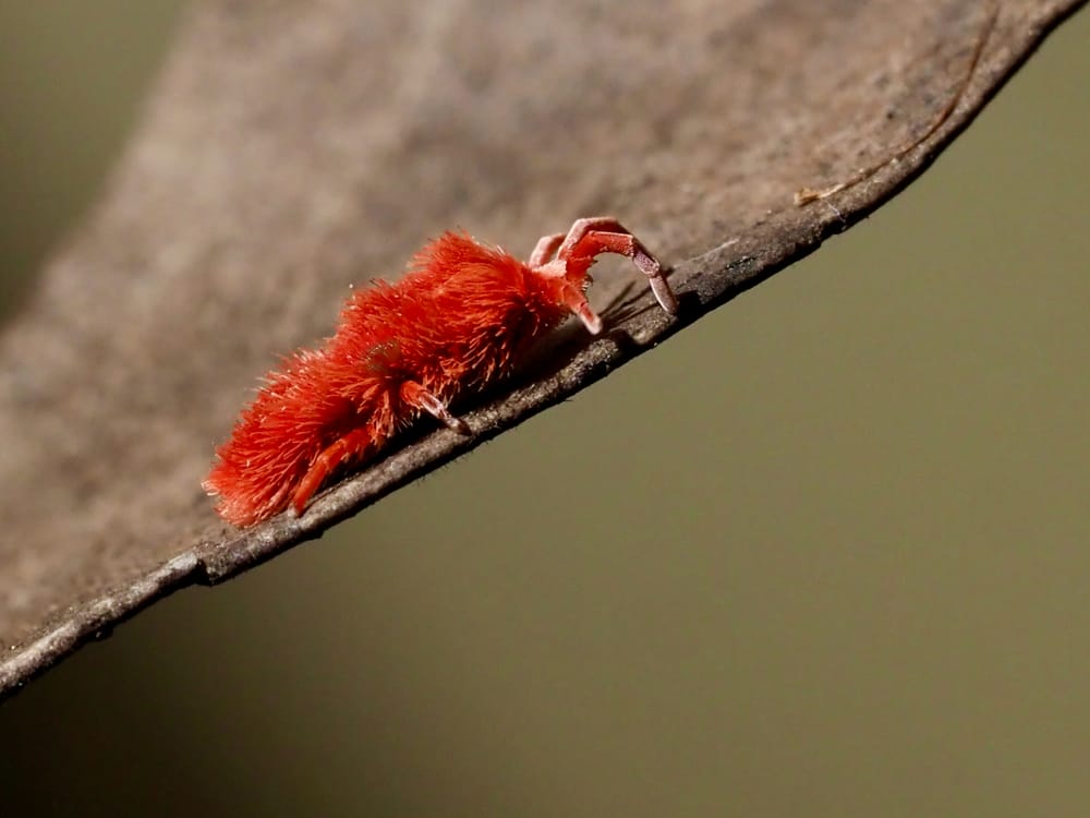 'I’m tiny but I’m mighty, Quite a sight to see' post image