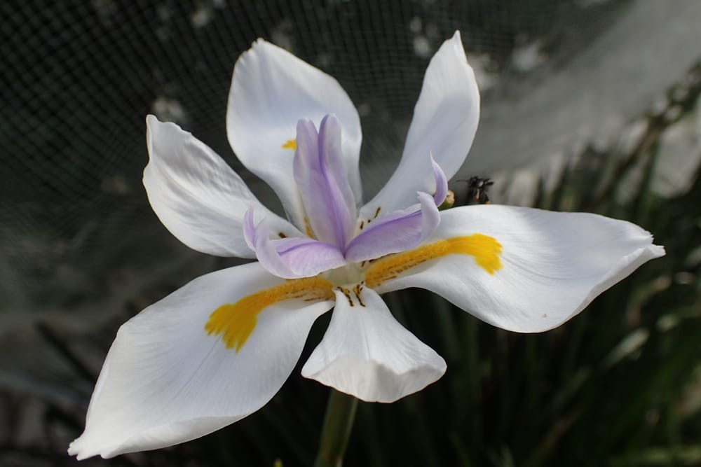 Watch out for Dietes post image